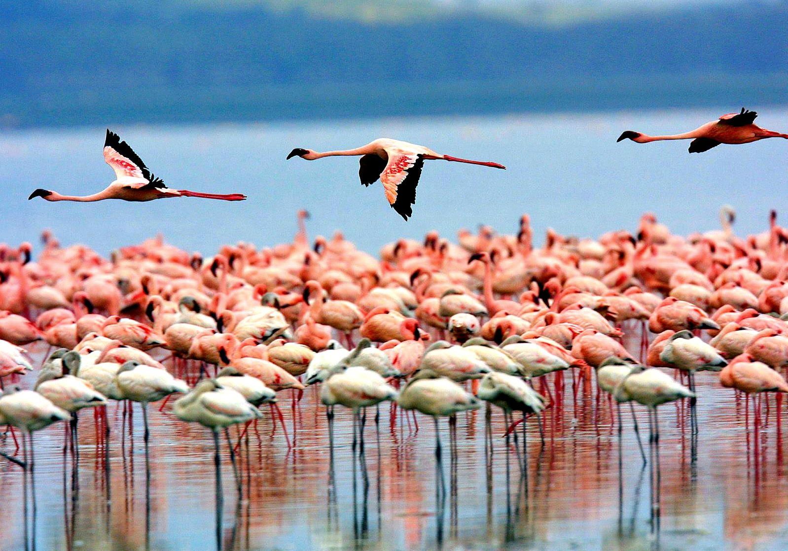 Озеро Маньяра (Lake Manyara)